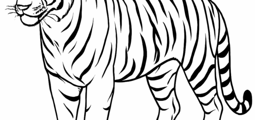Tygrys - kolorowanka